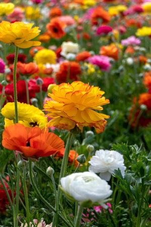 Yellow flowers of garden cultivated buttercups close up on a floral background