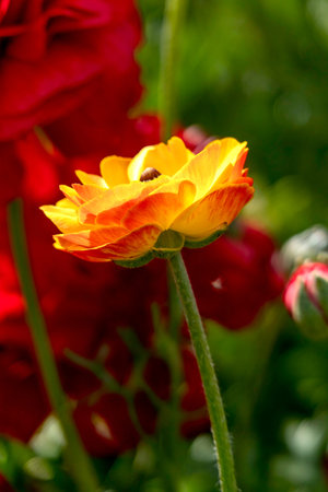 Yellow flowers of garden cultivated buttercups close up on a floral background