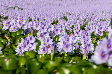 City pond overgrown with violet flowers water hyacinths. Selective focus.