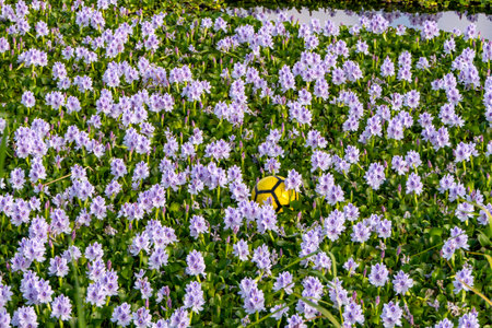 City pond overgrown with violet flowers water hyacinths. Selective focus.の写真素材