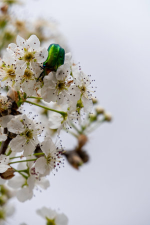 Metallic, shiny green copper beetle - Protaetia cuprea close up on green leaf surrounded with vegetation at spring.の写真素材