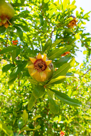 The ovaries and ripening fruits of the pomegranate tree close-up among the foliage. Blurred backgroundの写真素材