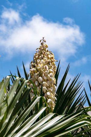 Yucca Gloriosa evergreen succulent cactus shrub also called Spanish Dagger white flowers close upの写真素材