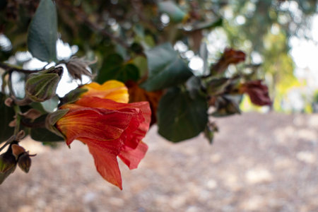Red and yellow flowers of thespesia populnea or portia or Pacific rosewood or Indian tulip tree closeupの写真素材