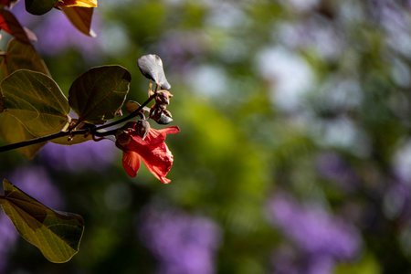 Red and yellow flowers of thespesia populnea or portia or Pacific rosewood or Indian tulip tree closeupの写真素材