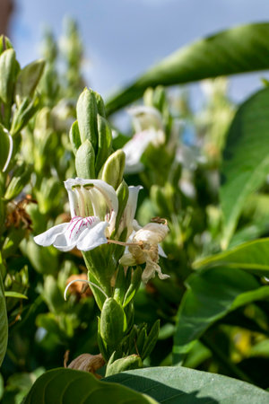 White flowers of of Malabar nut or Justicia adhatoda or adulsa or vasa or vasaka tree close upの写真素材