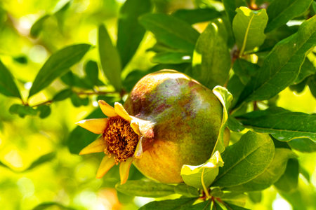 Unripe pomegranate fruit among the foliage close up. Israelの写真素材