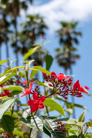 Peregrina, Spicy Jatropha, Jatropha integerrima, Close up small red flowers isolated on natural background. Israelの写真素材