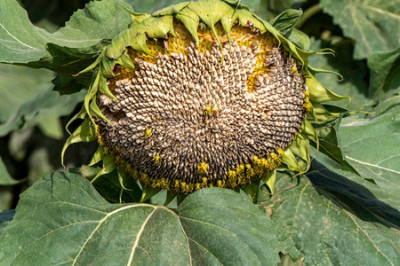 Head of Ripening cultivated sunflowers with large white seeds close upの写真素材