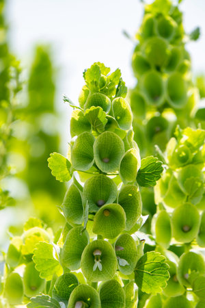 Moluccella laevis or Bells of Ireland or Molucca balmis or shellflower or shell flower. Flowering plant in sunlight. selective focusの写真素材