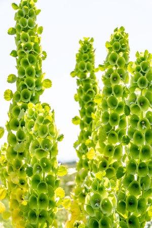 Moluccella laevis or Bells of Ireland or Molucca balmis or shellflower or shell flower. Flowering plant in sunlight. selective focusの写真素材