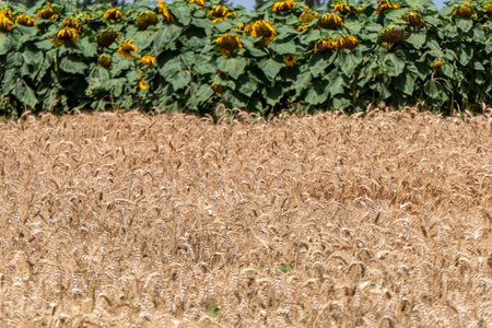 Ears of ripe wheat in an agricultural field with mature sunflowers in the background. Israel. Selective focus. Harvestingの写真素材