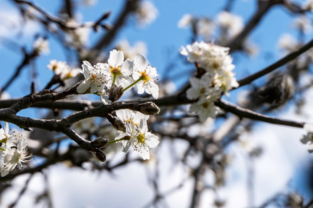 Blooming pear branch. Pear blossoms with small white flowers. Spring flowering of fruit trees. Blurred background.の写真素材