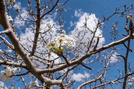 Blooming pear branch. Pear blossoms with small white flowers. Spring flowering of fruit trees. Blurred background.の写真素材