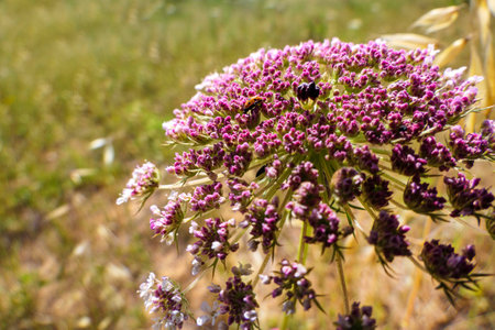 Flowers of wild carrot close-up on a blurred background. selective focusの写真素材
