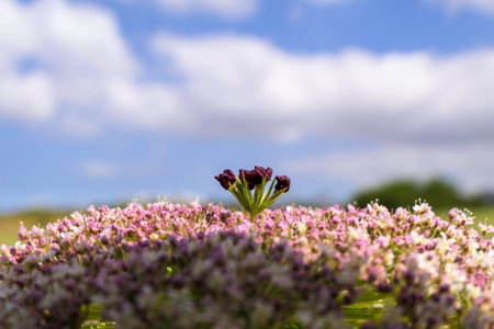Flowers of wild carrot close-up on a blurred background. selective focusの写真素材