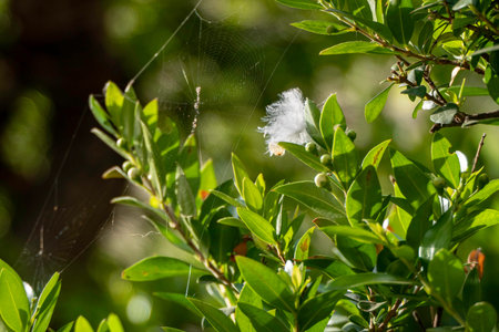 Delicate white myrtle flowers close up. selective focus. Myrtus communisの写真素材