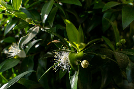 Delicate white myrtle flowers close up. selective focus. Myrtus communisの写真素材