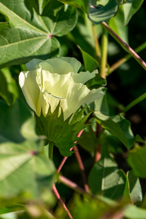 Delicate pale yellow cotton flowers close-up among green foliage. Selective focus. Israelの写真素材