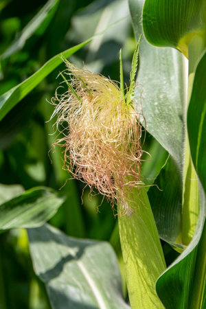 Corn stigmas on young cobs among foliage in an agricultural field. Corn silk. Israel