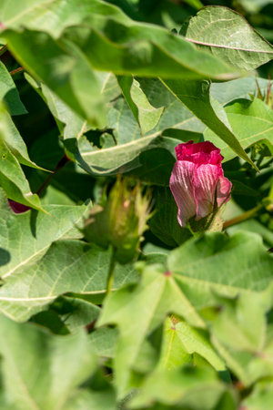 Delicate pink cotton flower in sunlight close up among green foliage. Israelの写真素材