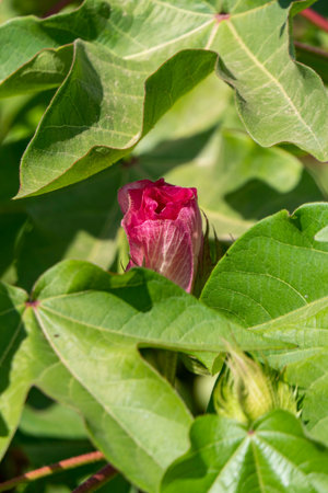 Delicate pink cotton flower in sunlight close up among green foliage. Israelの写真素材