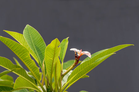Frangipani or Plumeria delicate flowers close up on a blurred backgroundの写真素材