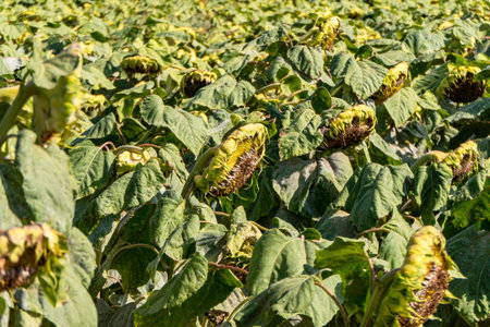 Agricultural field of ripe sunflowers. Sunflower heads with large white seeds close-up. Israelの写真素材