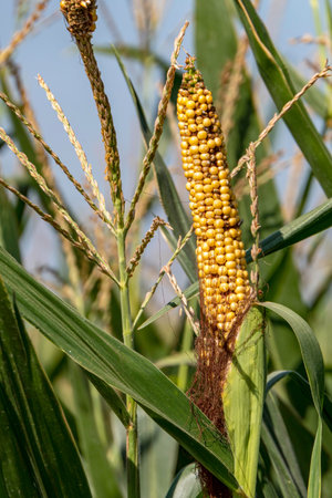 Ripe corn cobs with yellow seeds among green foliage