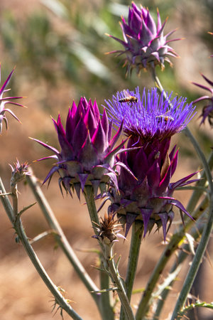 Close up bees collecting pollen on a blooming Cynara syriaca or Syrian wild artichokeの写真素材