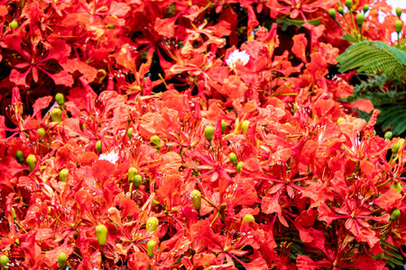 Buds and red flowers of Royal poinciana or Delonix regia or Flamboyant close upの写真素材
