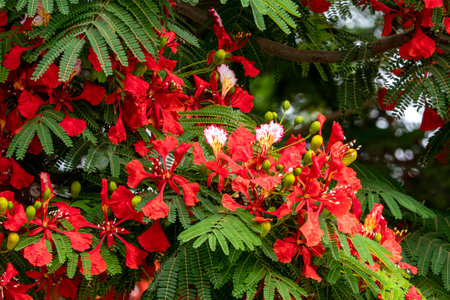 Buds and red flowers of Royal poinciana or Delonix regia or Flamboyant close upの写真素材