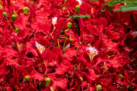 Buds and red flowers of Royal poinciana or Delonix regia or Flamboyant close upの写真素材