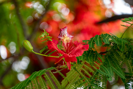 Buds and red flowers of Royal poinciana or Delonix regia or Flamboyant close upの写真素材