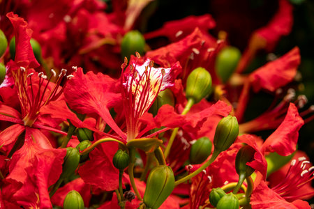 Buds and red flowers of Royal poinciana or Delonix regia or Flamboyant close upの写真素材
