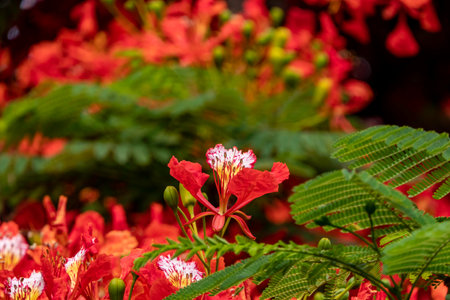 Buds and red flowers of Royal poinciana or Delonix regia or Flamboyant close upの写真素材