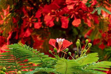 Buds and red flowers of Royal poinciana or Delonix regia or Flamboyant close upの写真素材
