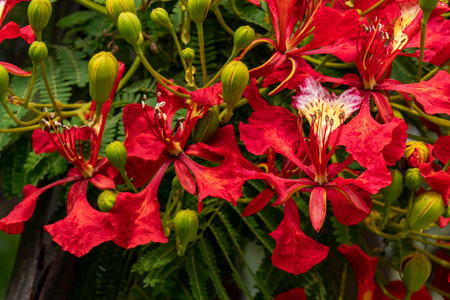 Buds and red flowers of Royal poinciana or Delonix regia or Flamboyant close upの写真素材