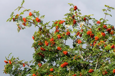 close-up of red ripe rowan berries among green leavesの写真素材