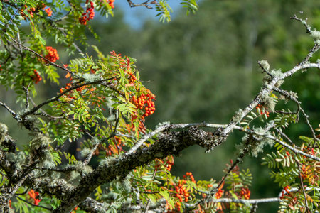 close-up of red ripe rowan berries among green leavesの写真素材