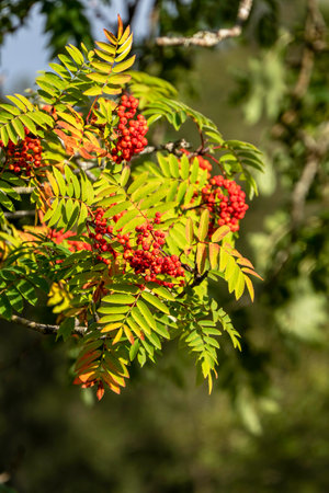 close-up of red ripe rowan berries among green leavesの写真素材
