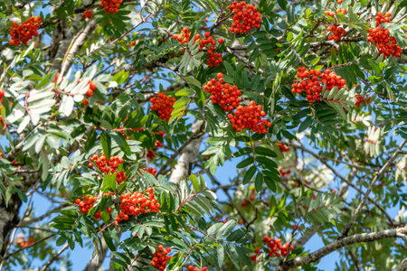 close-up of red ripe rowan berries among green leavesの写真素材