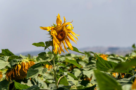 Ripe Sunflowers Field close upの写真素材