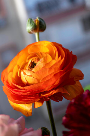 Orange Garden Buttercup Flower Close Up. High-Quality Stock Photosの写真素材