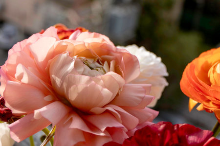 Pink Garden Buttercup Flower Close Up. High-Quality Stock Photos