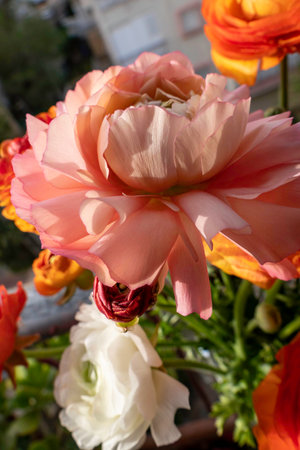 Pink Garden Buttercup Flower Close Up. High-Quality Stock Photosの写真素材