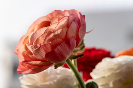 Pink Garden Buttercup Flower Close Up. High-Quality Stock Photosの写真素材