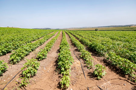 Colorful landscape image of cotton agriculture fieldの写真素材