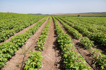 Colorful landscape image of cotton agriculture fieldの写真素材