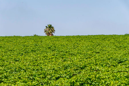 Colorful landscape image of cotton agriculture fieldの写真素材